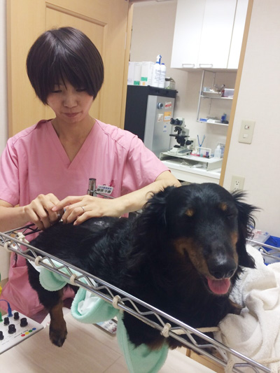 クッキー動物病院　未病・養生センター