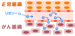 リポソームの様子