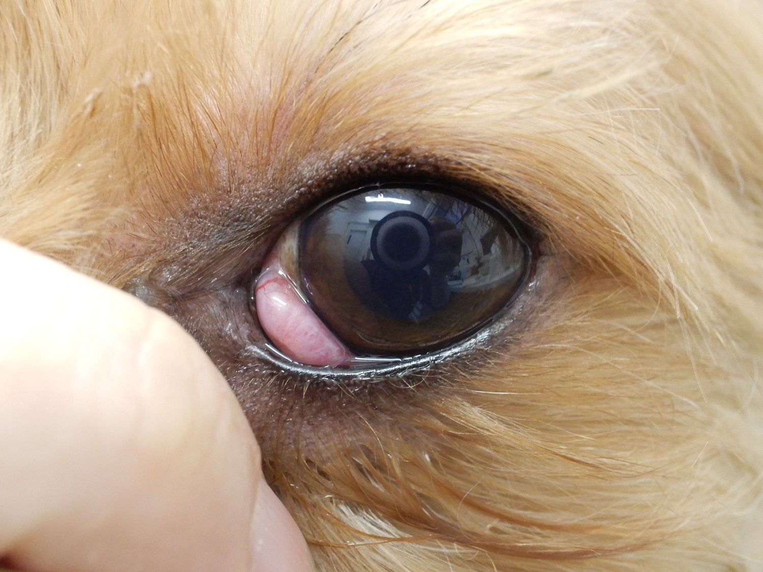 チェリーアイ（瞬膜腺脱出）について