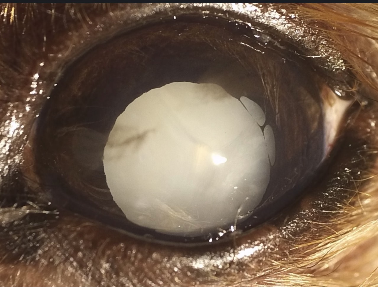 犬の糖尿病性白内障の手術のタイミングの重要性