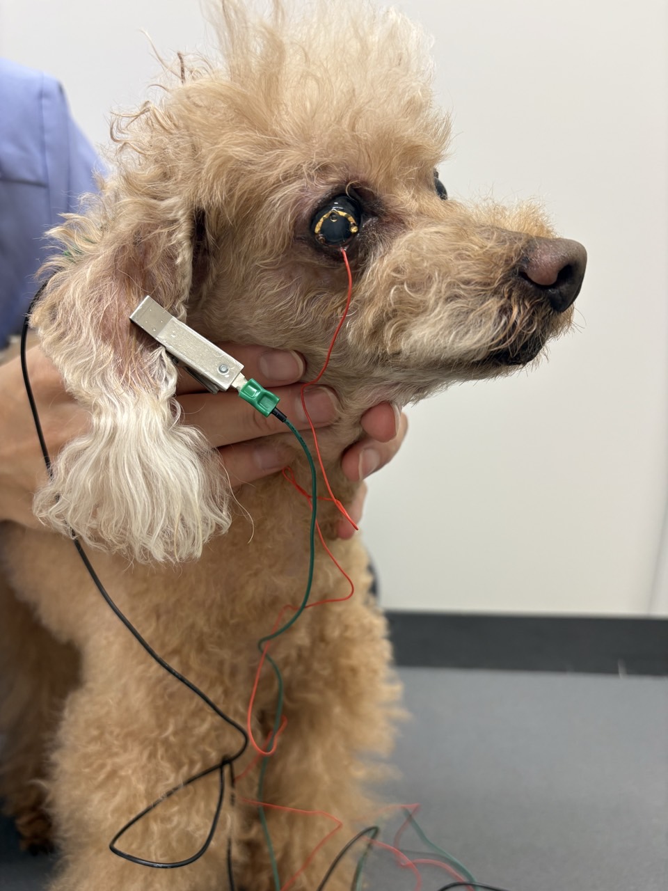 犬に電極を装着してERG(網膜電位図)を測定している様子